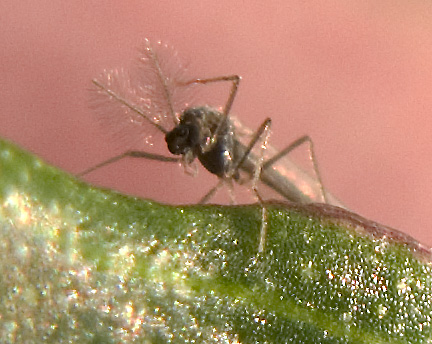 Chironomide.